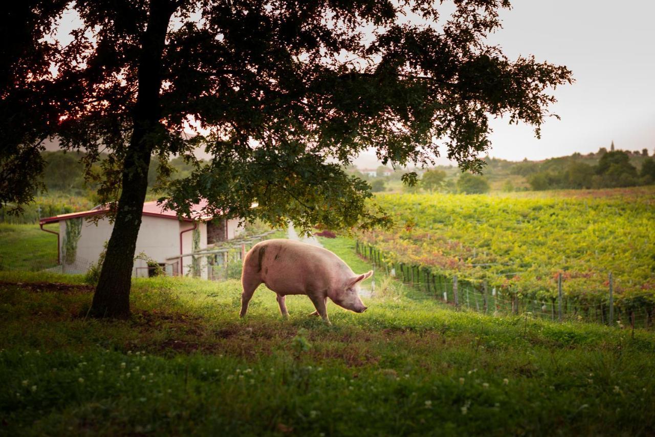 Tourist Farm Skerlj Villa Dutovlje Esterno foto